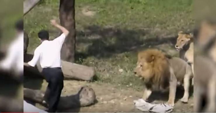 بالفيديو: رجل يواجه أسدين والجميع يحاول إنقاذه ….ولكن لن تتخيل ماحدث !