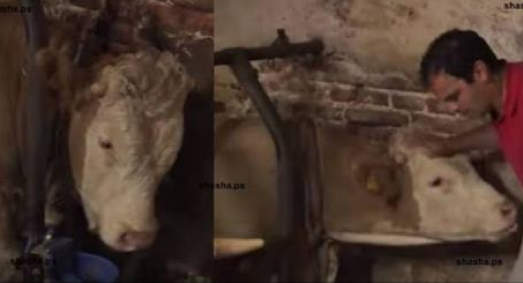 بالفيديو: هذا الثور كان مقيّداً طوال حياته بالسلاسل.. و عندما تحرر حدثت الصدمة!