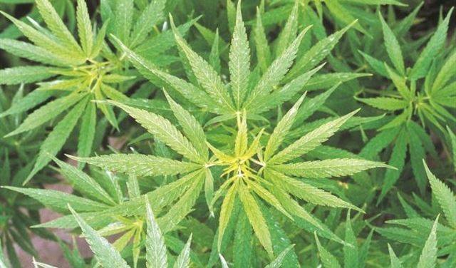 ضبط حقل مزروع بالحشيشة في البترون!