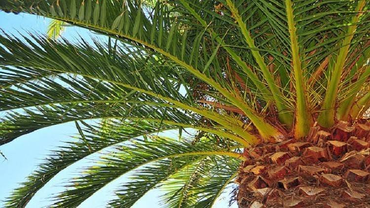 سعودي يبتكر طريقة طريفة لجني التمور من أجل أمه