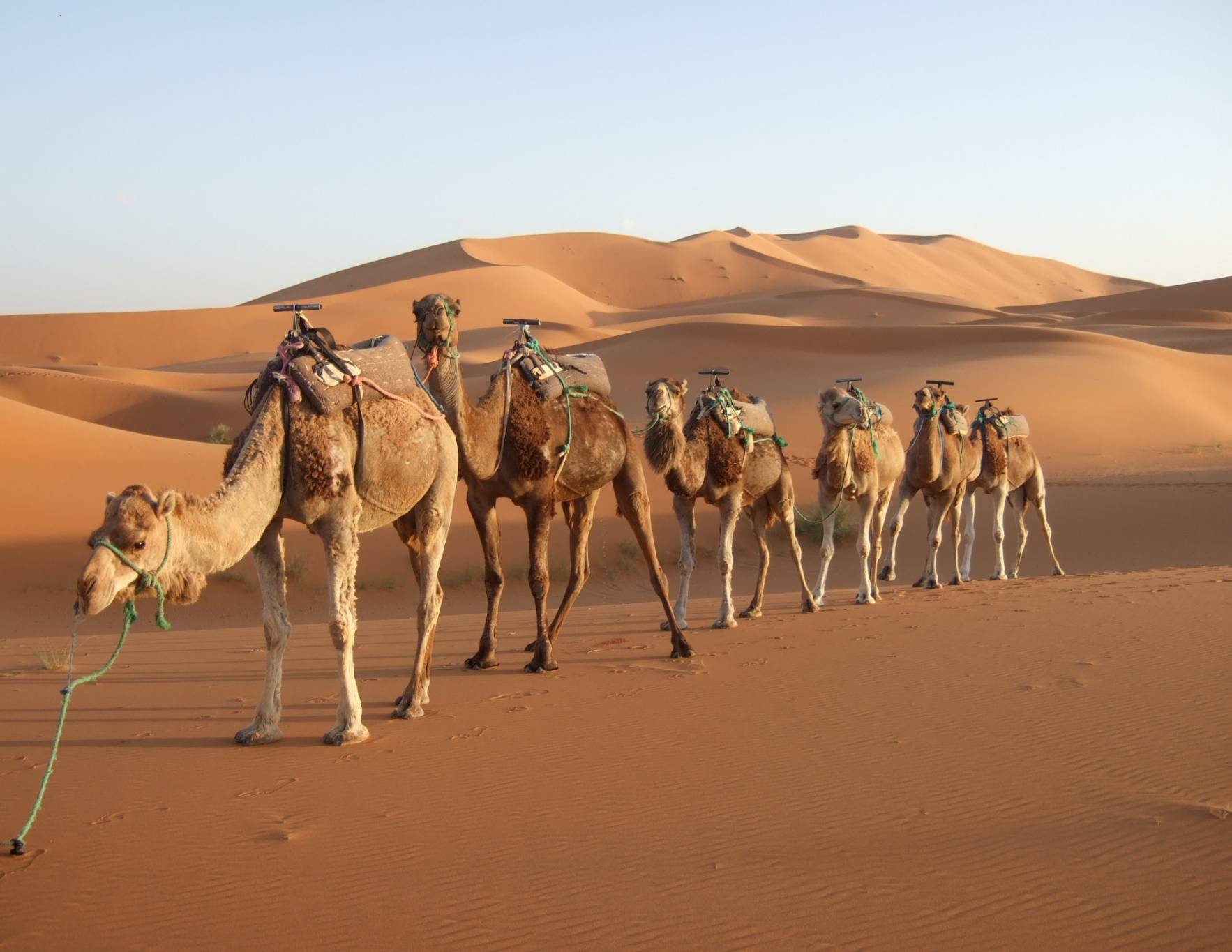 شاهد سقي الجمال في قيظ الصحراء بالسعودية