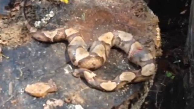 بالفيديو..ثعبان مقطوع الرأس يستخدم سمه في قتل نفسه