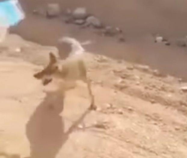 ذئب يطلب الماء من شخص ويأخذ القارورة معه إلى الظل!