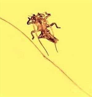 العثور على الهيكل الخارجي لحشرة عمرها 50 مليون عام