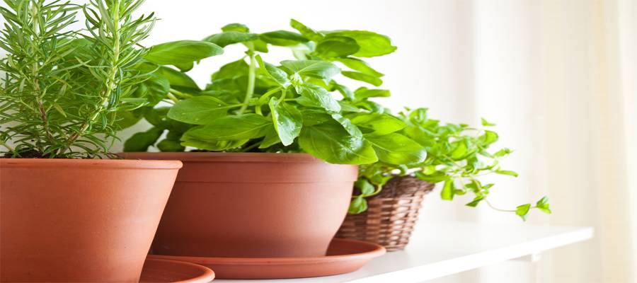 9 أنواع من النباتات تطرد البعوض من منزلك