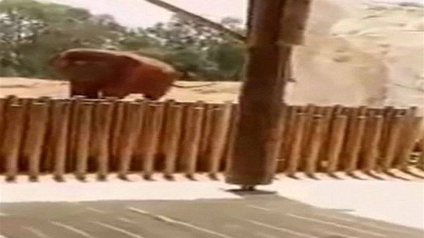 بالفيديو: زارت حديقة الحيوانات مع أهلها... فعادت جثة!