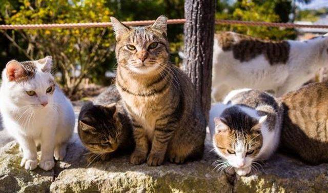 6 جزر وأماكن تحكمها الحيوانات