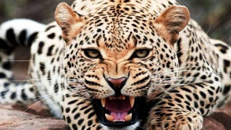 كيف يمكنك إنقاذ حياتك إن هاجمك حيوان مفترس؟