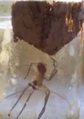 شاهد بالفيديو: عنكبوت يعالج ساقة المكسورة بنفسه