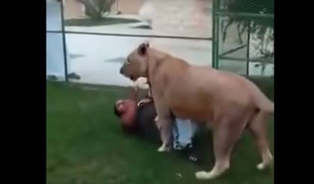 بالفيديو.. ثري عربي يطلق أسوده على أصدقائه