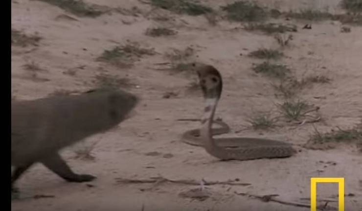 فيديو: صراع مرعب بين افعى الكوبرا والنمس!
