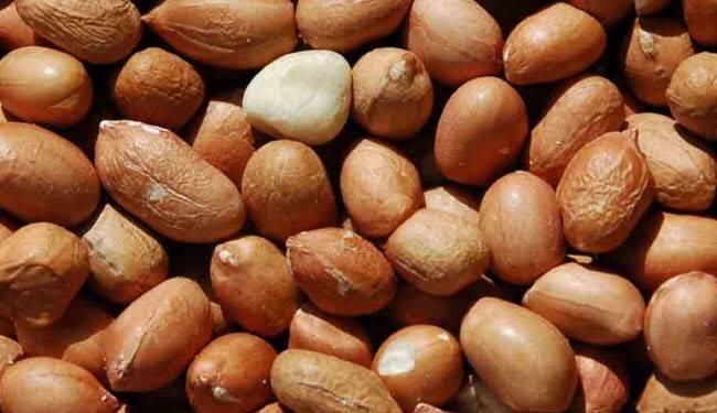 لعشاق الفول السوداني.. فوائد رائعة