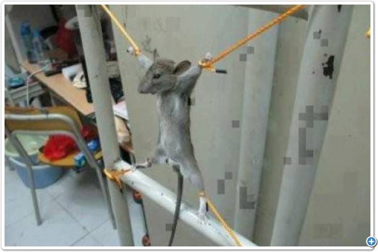 شاهد بالفيديو: يعذّب فأرا أكل راتبه…!