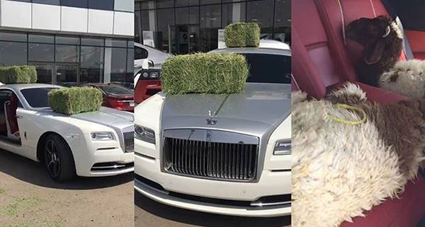 بالفيديو من السعودية.. أغنام وأعلاف في سيارة رولز رويس