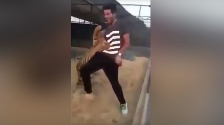 بالفيديو: نمر يهاجم رجلا كان يحاول اللعب معه في السعودية