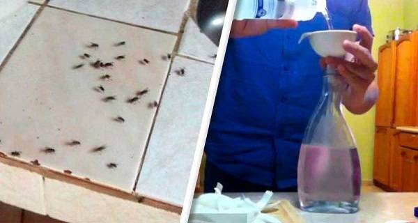 ستصبح رائحة مطبخك رائعة وسيهرب الذباب منه... ليس لديك فكرة كيف ستغير هذه الحيلة حياتك..!