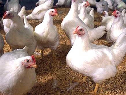 فيديو مرعب.. هكذا يعذبون الدجاج قبل ذبحه