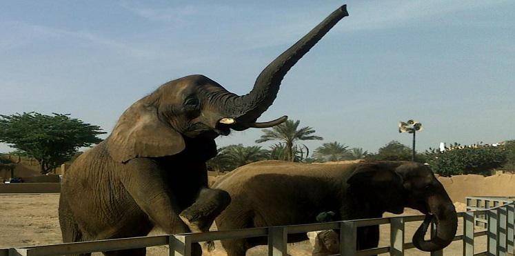 واق ذكري بالفلفل الحار.. أحدث وسيلة لحماية الأفيال بتنزانيا