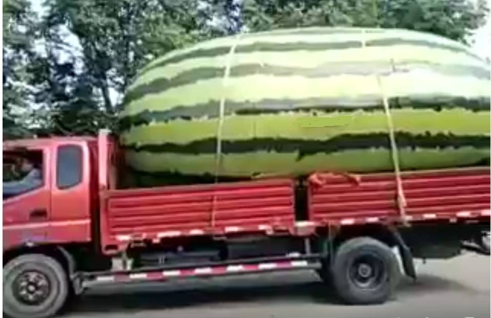 بالفيديو: شاهد أكبر بطيخة بالعالم!