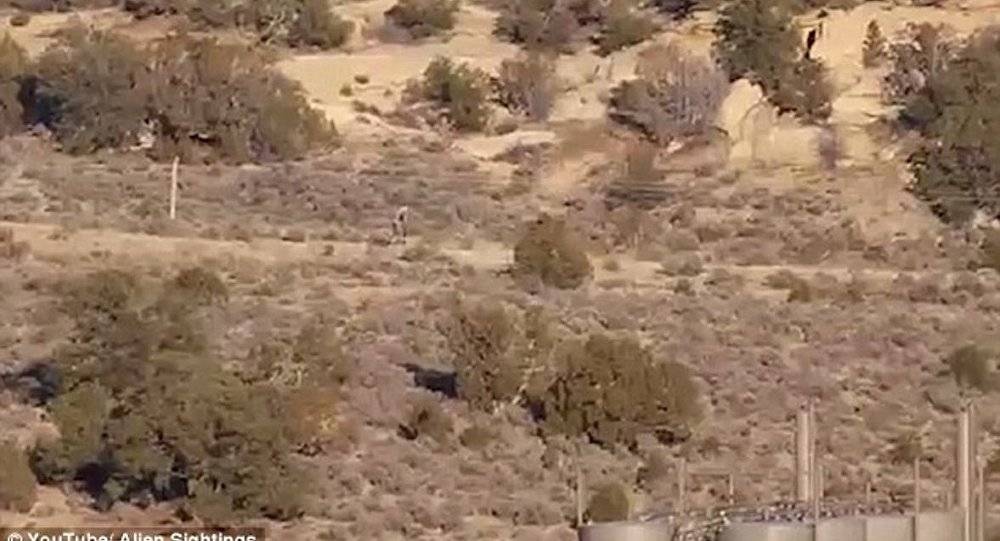 بالفيديو: مصاص دماء الأغنام يثير الرعب في البرتغال