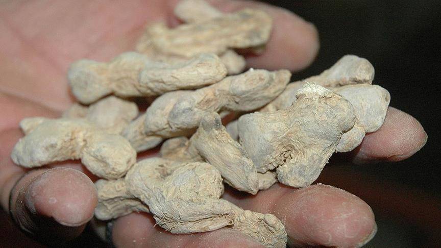 الزنجبيل.. لعلاج أمراض الأمعاء