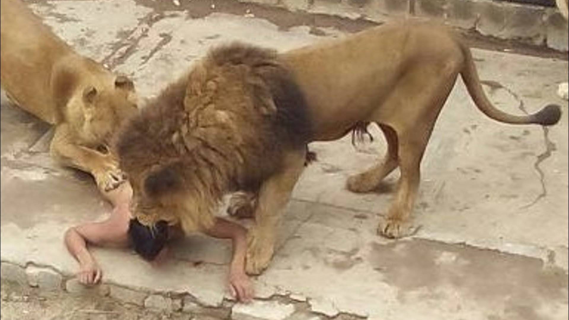 بالفيديو... مقاطع صادمة و مرعبة لهجوم الأسود و الحيوانات المفترسة على البشر التقطتها الكاميرات صدفة