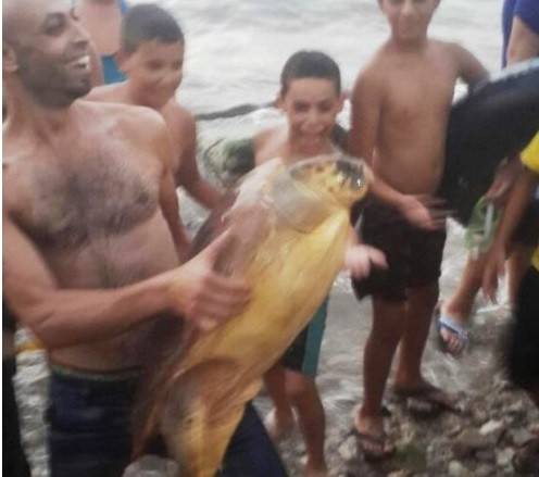 بالصورة.. السلحفاة "ذات الرأس الكبير" على شاطىء نهر البارد!