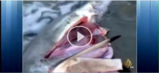 فيديو يحقق أكثر من 48 مليون مشاهدة خلال أقل من 24 ساعة