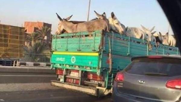 لماذا ذهبت هذه الحمير إلى القاهرة؟ الشرطة تبحث عنها
