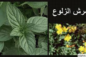 شرش الزلّوع منشط جنسي يغني عن الفياغرا