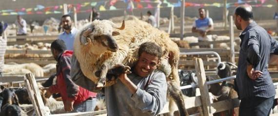 التضحية بالفراخ والبط تجوز وذبحها في الشارع حرام.. فتاوى غريبة تسبق عيد الأضحى