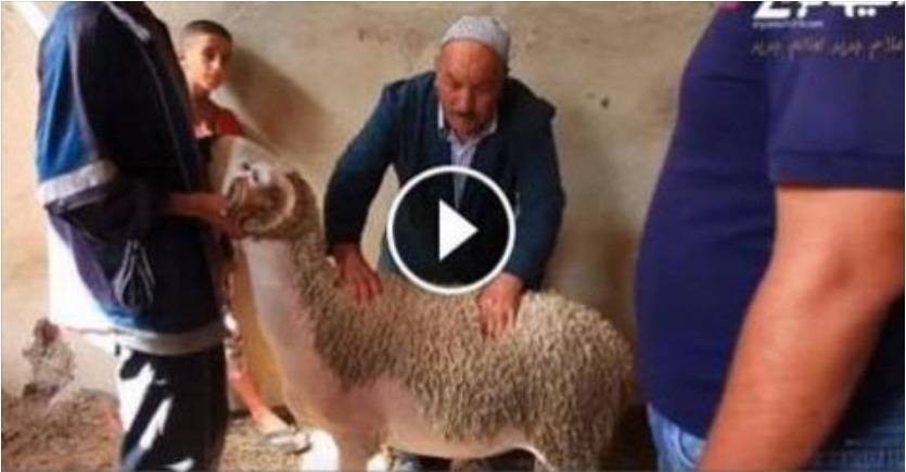 بالفيديو: شاهد أغلى 