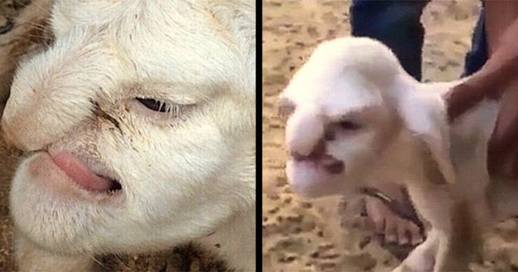 رجل يعثر على كائن غريب في مزرعته!