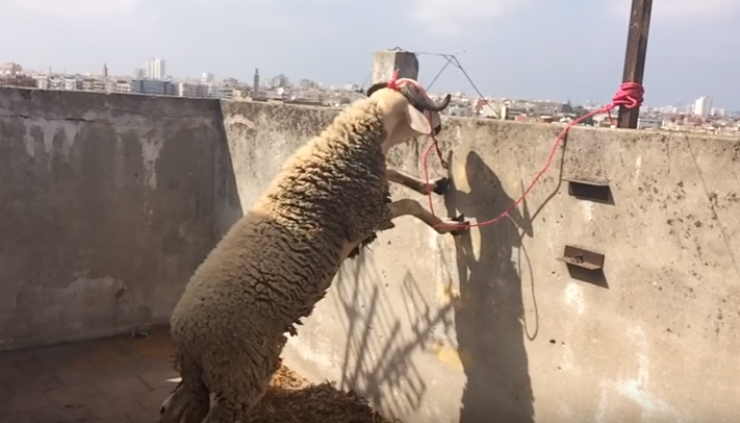 بالفيديو: لن تصدقوا ماذا فعل هذا الخاروف للهرب من الذبح!