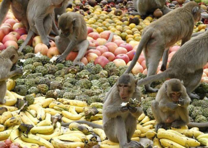 بالفيديو : هذا ما يحدث عندما تدخل القرود إلى 