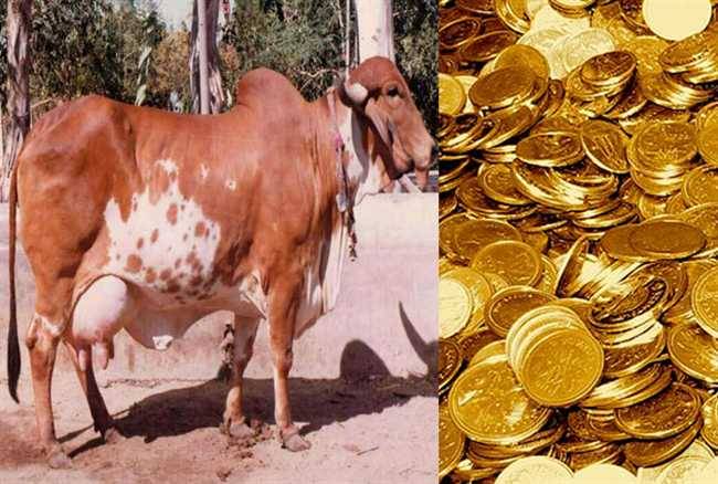 بالفيديو:  البقر في الهند يتبّول “ذهباً” و يشفي العديد من الأمراض!