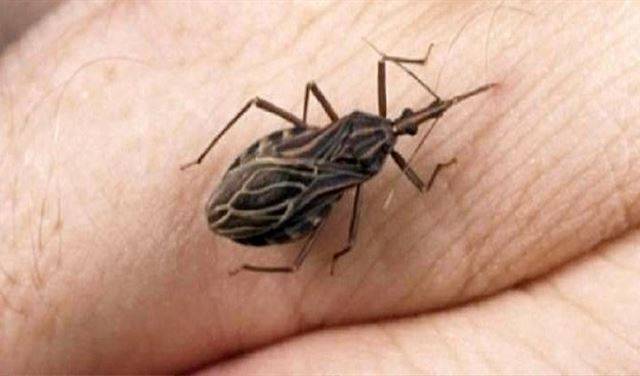 اذا رأيت هذه الحشرة في منزلك قم بالاتصال بالاسعاف فوراً!