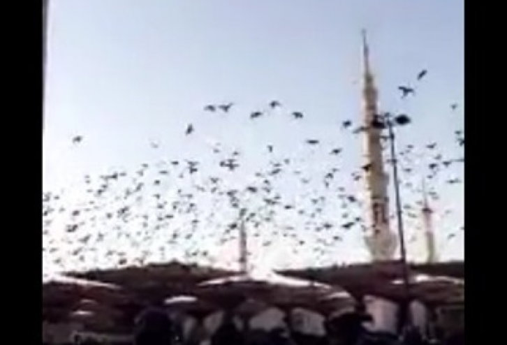 فيديو- أسراب الطيور تحلق فوق رؤوس زائري المسجد النبوي!