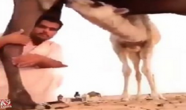بالفيديو: شاب أراد إلتقاط صورة وهو يعانق قدم جمل، شاهد النتيجة !
