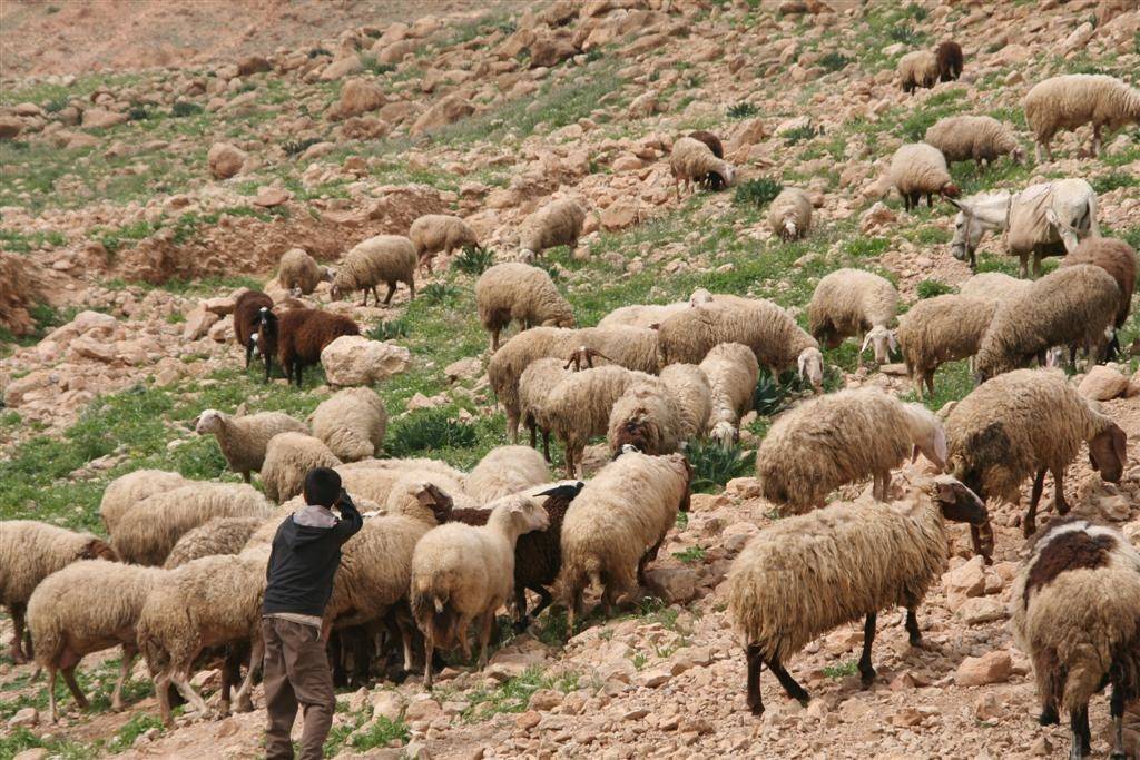 راعي الغنم الذي اسجن في إسرائيل و من ثم في لبنان!!