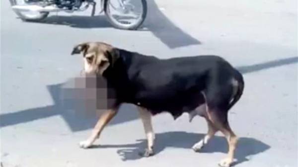 فيديو صاعق.. كلبٌ يحمل جثة رضيع في فمه ويعبر الطريق!