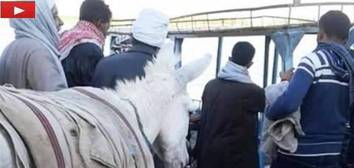 شاهد بالفيديو.. ماذا فعل اشخاص بعد ما عرفوا انهم اكلوا لحم حمير
