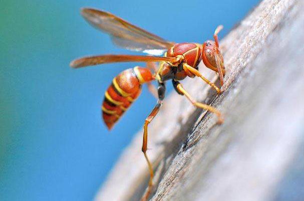 الدبابير تهاجم كلية الصحة بصيدا.. وهذا ما حصل