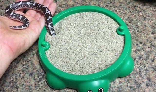 9 ملايين مشاهدة في 4 أيام لثعبان حصل على لعبة جديدة