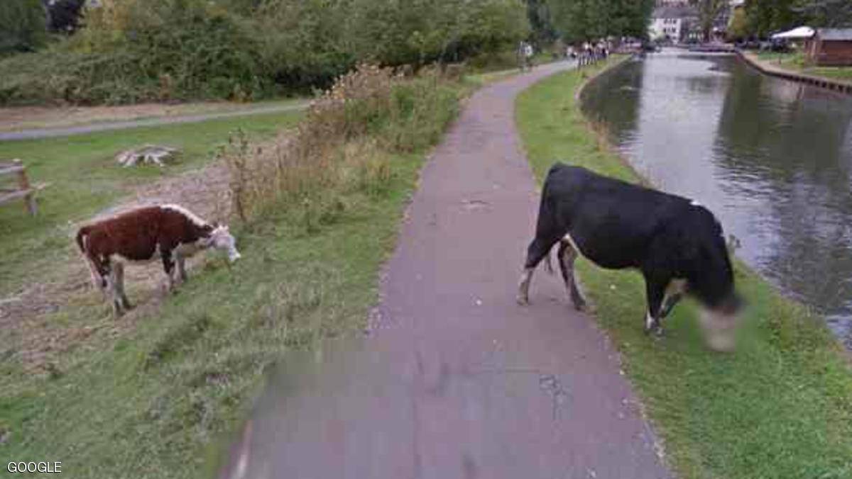 للبقر خصوصية في خدمات غوغل