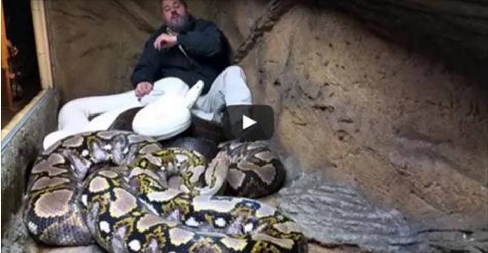 بالفيديو: رجل يتحدى 3 ثعابين ضخمة داخل قفص مغلق... وهذا ما حدث!