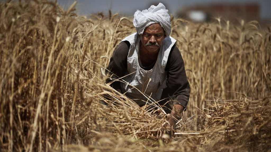مصر تتراجع عن شرط خلو القمح من الأرجوت وتسمح بالمعدل الشائع عالميا