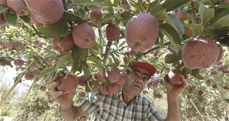 كساد مواسم التفاح ورهان على اسواق خارجية - أزمة التفاح: الخسارة بين 60 و100 %