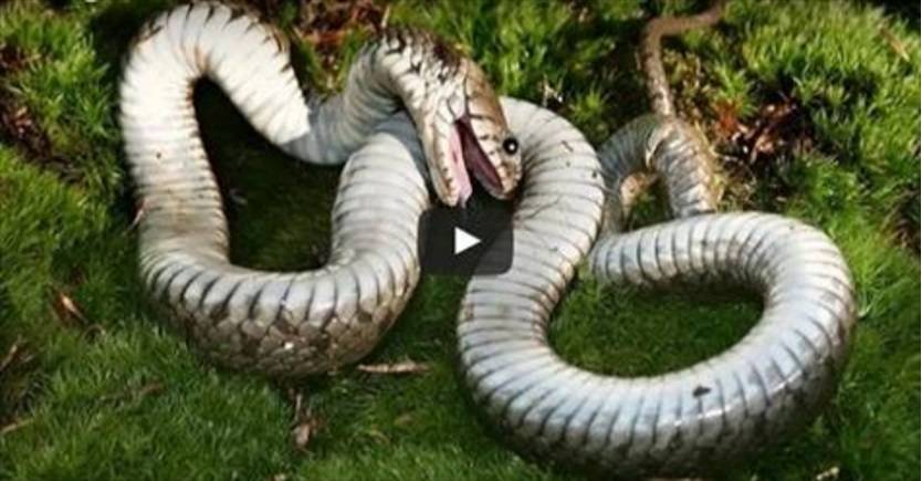 لاول مرة... مقطع مصور يكشف اللحظات الأخيرة للثعبان قبل موته