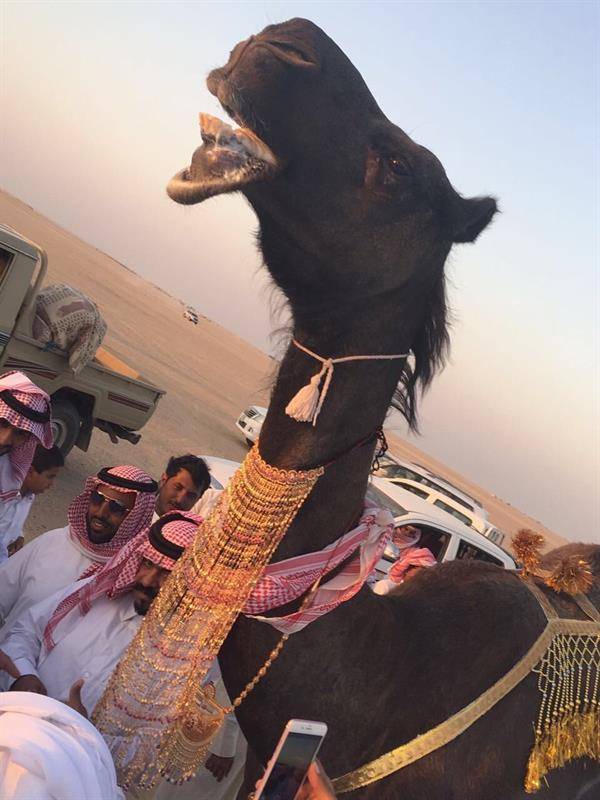 بالفيديو- سعودي يزيّن ناقته بالذهب!